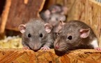 Hibridni mozak miša sa stanicama štakora