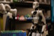 Google predstavio Gemini Robotics ER 2 model za robote Google predstavio Gemini Robotics ER 2 model za robote