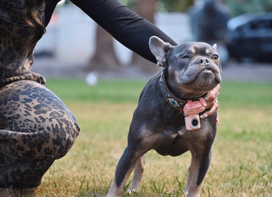VIDEO: PetPhone je telefon za kućne ljubimce VIDEO: PetPhone je telefon za kućne ljubimce