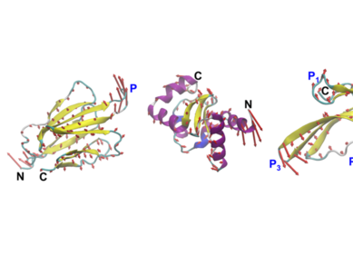 Dizajniranje proteina na temelju njihovog kretanja Dizajniranje proteina na temelju njihovog kretanja
