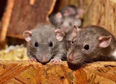 Hibridni mozak miša sa stanicama štakora