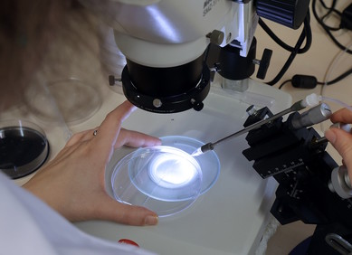 Molekularne škare ključne za razvoj embrija Molekularne škare ključne za razvoj embrija