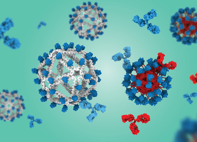 Nova cjepiva potiču rijetke zaštitne B stanice Nova cjepiva potiču rijetke zaštitne B stanice