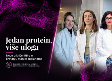 Novo otkriće Ruđerovki o kretanju stanica melanoma Novo otkriće Ruđerovki o kretanju stanica melanoma