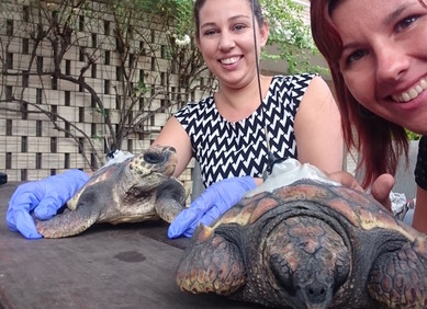 Ruđerovka otkriva tajni život morske kornjače Ruđerovka otkriva tajni život morske kornjače