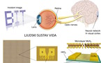Sinaptički uređaji za umjetni ljudski vid