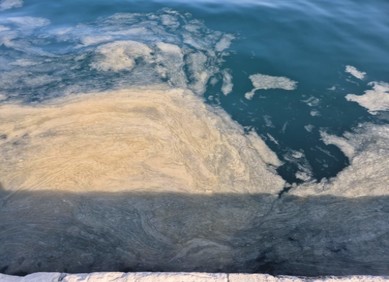 Što je pokrenulo veliki događaj morske sluzi u Jadranu Što je pokrenulo veliki događaj morske sluzi u Jadranu