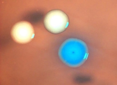 Zombi stanice se vraćaju iz mrtvih Zombi stanice se vraćaju iz mrtvih