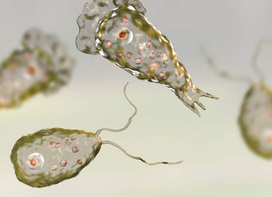 Amebe koje jedu mozak su globalna prijetnja Amebe koje jedu mozak su globalna prijetnja