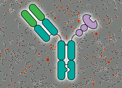 Novi pristup imunoterapiji za liječenje raka Novi pristup imunoterapiji za liječenje raka