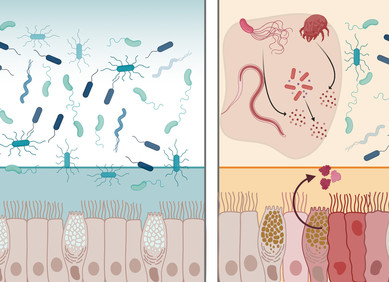 Protein iz vašeg probavnog trakta protiv bakterija Protein iz vašeg probavnog trakta protiv bakterija